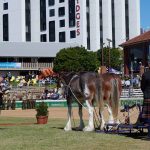 The Blessing of the Plough at the Ekka