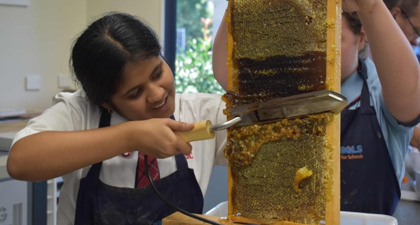 Learn About Beekeeping — Attend the 2023 Bee School