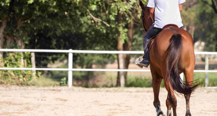 Man in white shirt riding brown horse