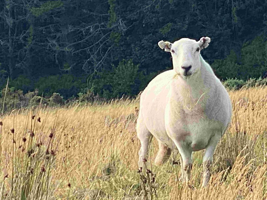 White sheep in Wales 