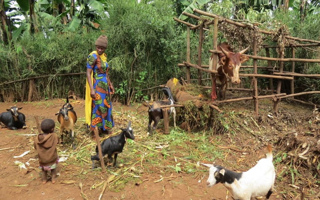 A Rwandan family, goats and cow