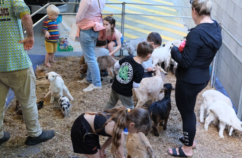 Petting zoo with baby animals and young children