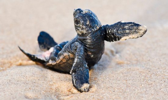 Baby turtle in the sand