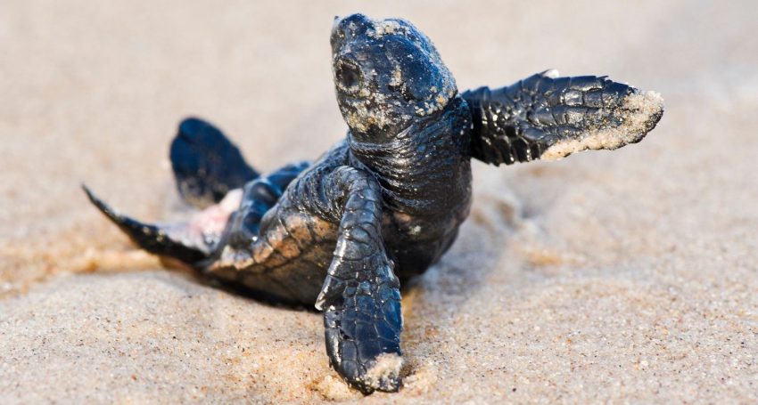 Baby turtle in the sand