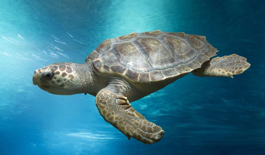 Loggerhead turtle in the blue sea 