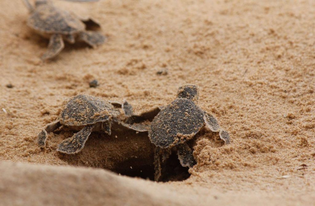 Three baby turtle hatchlings in the sand 