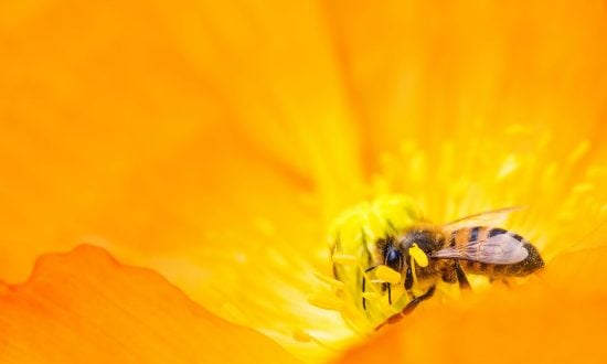 Bee on yellow flower