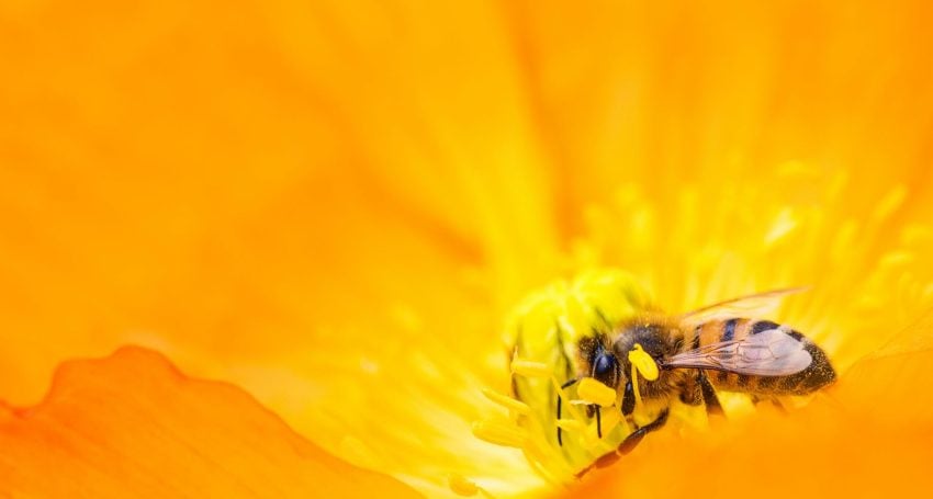 Bee on yellow flower