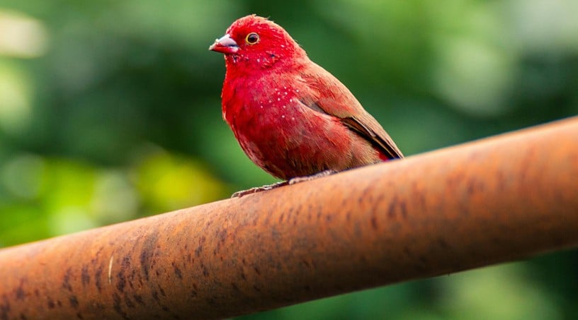 Red bird brooding on rusted pipe