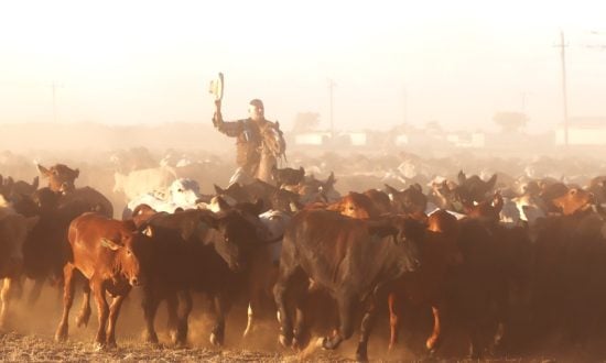 Man on a horse holding up his hat with cattle around him