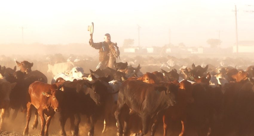 Man on a horse holding up his hat with cattle around him