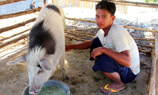 A farmer from Myanmar caring for a pig