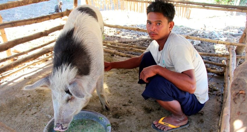 A farmer from Myanmar caring for a pig