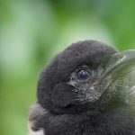 Image of a baby magpie